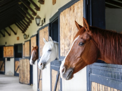 Horses peeking out of stalls