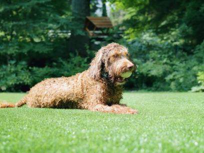 dog lays in grass with tennis ball in mouth.