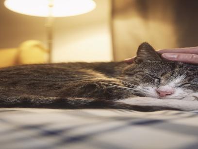 hand patting a senior cat lying on bed