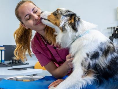 aussie shepherd licks vet during appointment