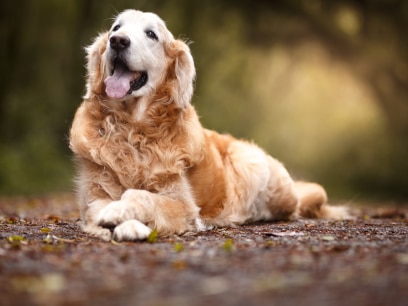 senior golden dog with arthritis lying in woods