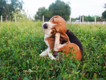 beagle scratching face outside sitting in grass during flea and tick season.