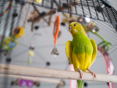 yellow pet bird standing tall in cage.