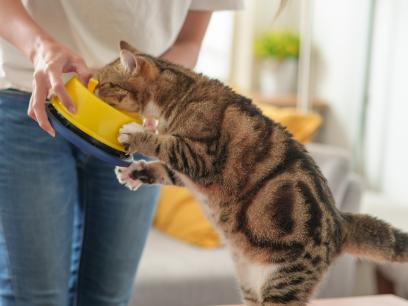 cat standing on table eating out of yellow bowl