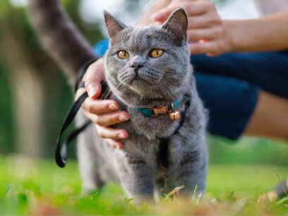 cat standing in grass