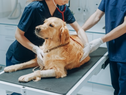 diabetic dog lying on vet table