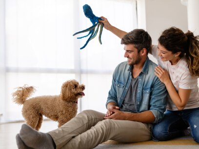 caring for adult dog-man and woman wave new toy in front of adult dog