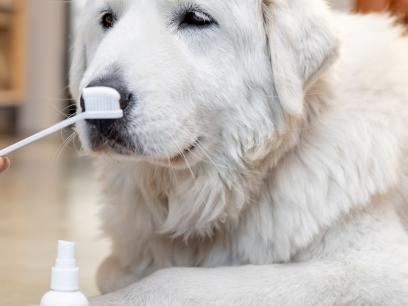 dog dental care-fluffy white dog looking at toothbrush