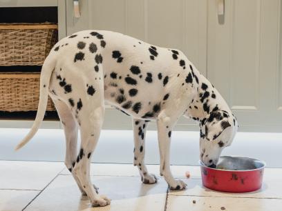 Dalmatian dog eating out of red bowl