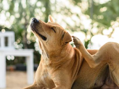 allergic dog itching the back of their ear