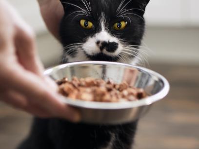 healthycateating-black and white cat looking at bowl of wet food