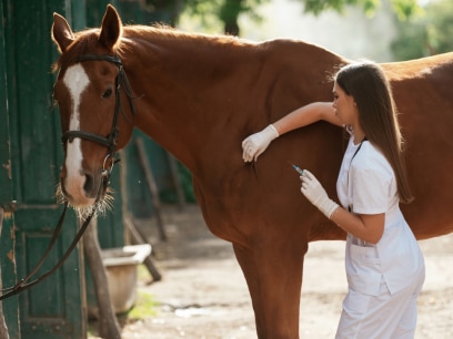 vet gives a horse a vaccine