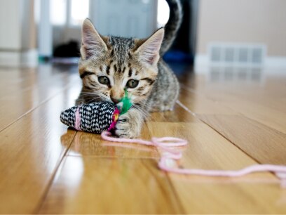 caring for kitten-kitten plays with new toy