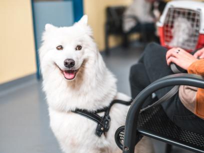 white fluffy dog waiting for vet during pet emergency.