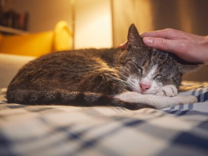 caring for senior cat-old cat sleeping on top of bed