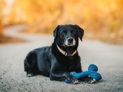 caring for senior dog-black lab senior dog lying on ground with blue toy