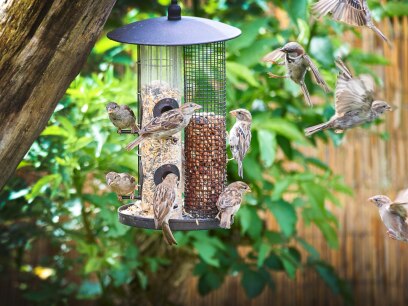 wildlife swallow birds flying towards a bird feeder. 