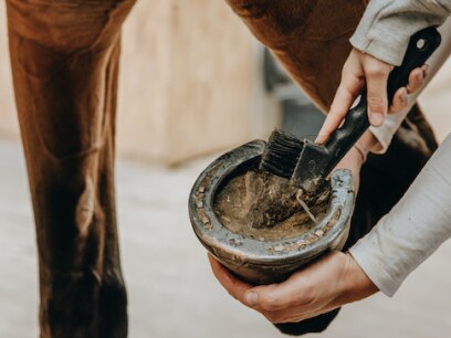 Horse hoof being picked out