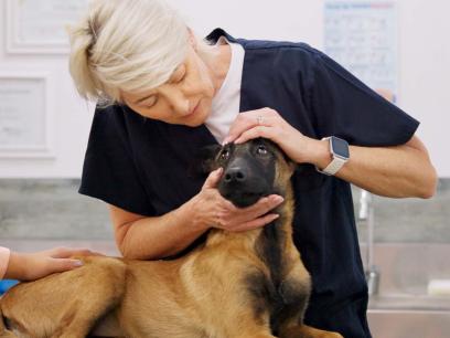 woman vet looks at dog's eyes during routine exam