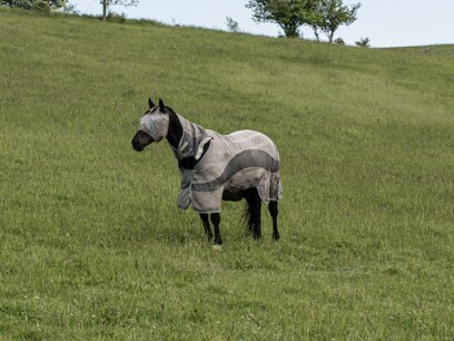 Horse wearing fly gear in field