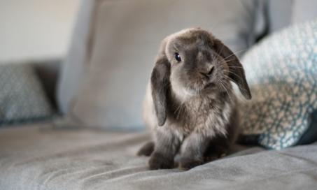What You Need to Know Before You Adopt a Rabbit