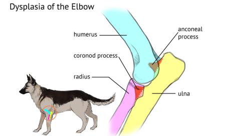 Elbow Dysplasia in Dogs Medical Diagram