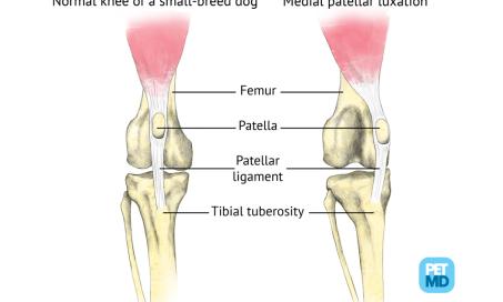 Patellar Luxation in Dogs Medical Diagram