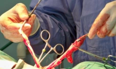 Spay it forward: Ovariectomy vs. ovariohysterectomy in veterinary medicine