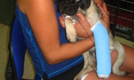 Sedating your pet after surgery: What's your take?