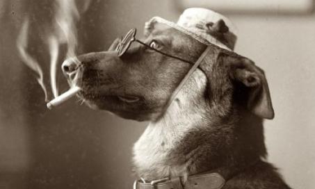 Did You Know That Second-Hand Smoke Kills Pets, Too?