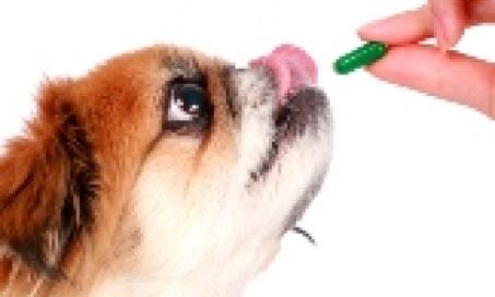 Not All Nutritional Supplements for Dogs are Made Equal