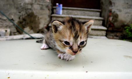 Orphaned Kitten Care