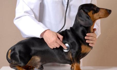 What Does Vitamin D Have to do with Your Dog's Heart?