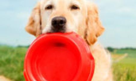 Therapeutic Dog Food: Is Your Sick Dog Getting the Right Kind of Food?