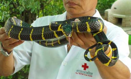 外国兽医帮助泰国洪水灾区猎蛇