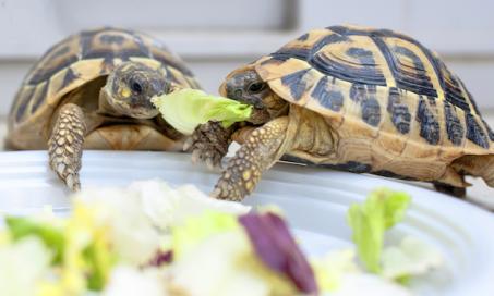 海龟101:如何清洁和护理你的海龟的水箱