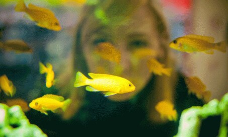 8 Tropical Fish for Your Saltwater Tank