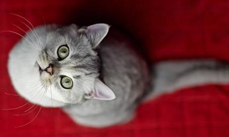 5 Reasons Your Cat is Peeing on the Bed