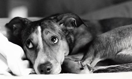 Anxiety Disorders in Dogs: Symptoms, Diagnosis, and Treatment