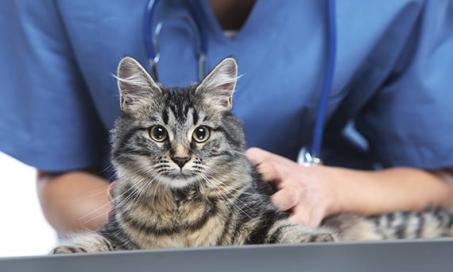 5 Signs of Renal Disease in Cats