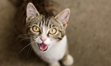 7 Reasons Your Cat Won’t Stop Meowing