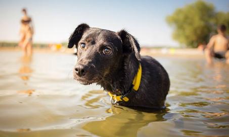 7 Scary Diseases Your Dog Can Get from Water