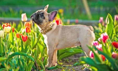 20 Spring Dangers That Can Affect Your Pet
