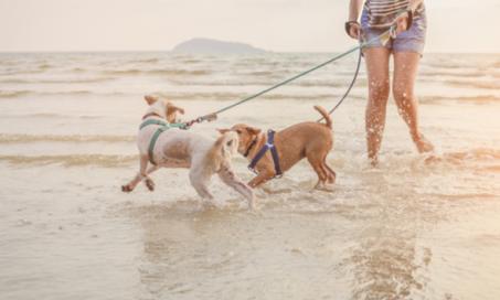 带狗狗去海滩的5个宠物安全提示