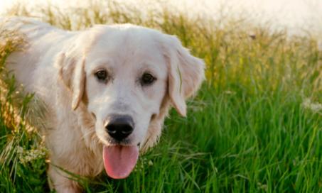 宠物安全:5种可能让你的宠物生病的环境风险