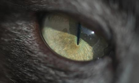 The Ultimate Guide to Cat Vision