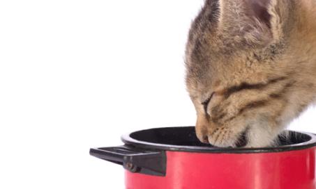 How Can You Tell if You Are Feeding Your Cat Too Much? | PetMD