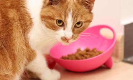3 Steps for Determining How Many Calories Your Cat Needs