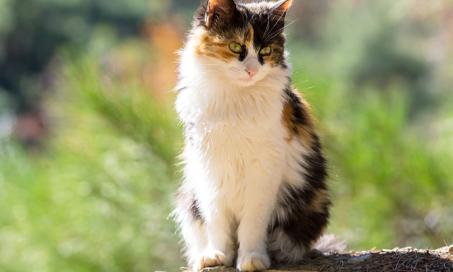 7 Common Genetic Disorders in Cats