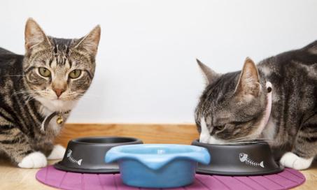 Dry vs. Canned Cat Food: Which is the Best for Your Pet?